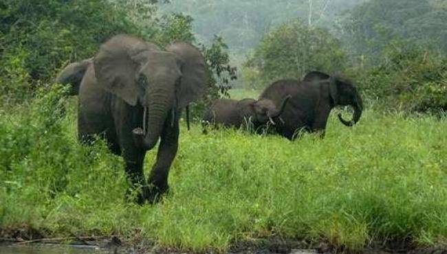 Elephants Are Changing Their Behavior To Avoid Poaching Threat